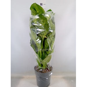 Dieffenbachia seg. 'Reeva'