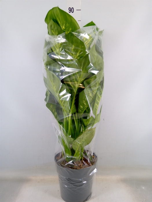 <h4>Dieffenbachia seg. 'Reeva'</h4>