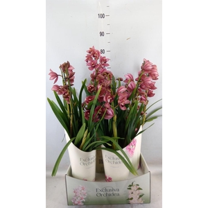 Cymbidium   ...