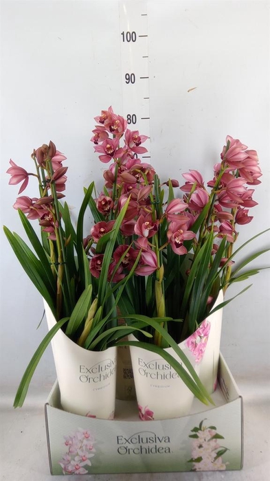 <h4>Cymbidium   ...</h4>