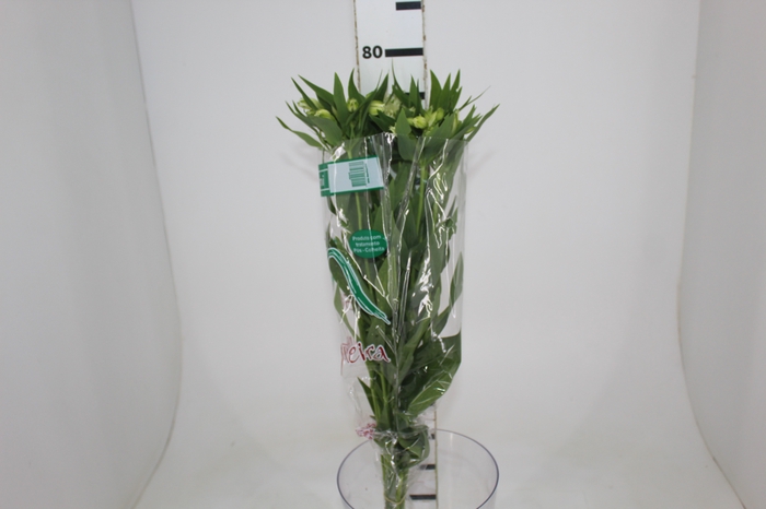 <h4>ALSTROEMERIA AKEMI 080 CM</h4>