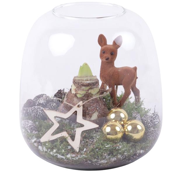 <h4>Christmas Arr. Amaryllis Glass Vase Terrarium Round Ø19cm 1PP</h4>