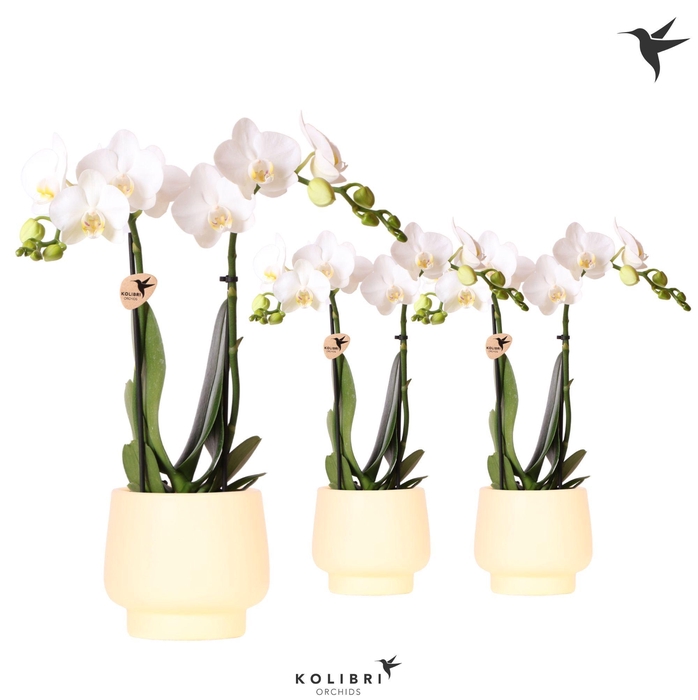 <h4>Kolibri Orchids Phalaenopsis white 2 spike in Scandic pot yellow</h4>