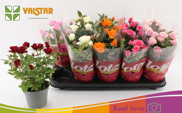 <h4>RO LOTZ OF GEM 6 KL</h4>