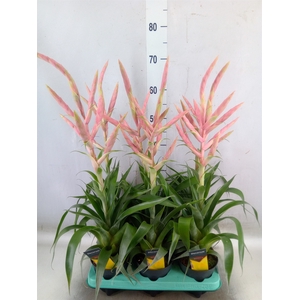 Tillandsia  'Dolce'