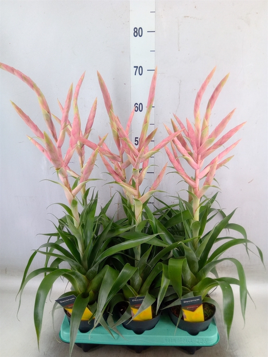 <h4>Tillandsia  'Dolce'</h4>