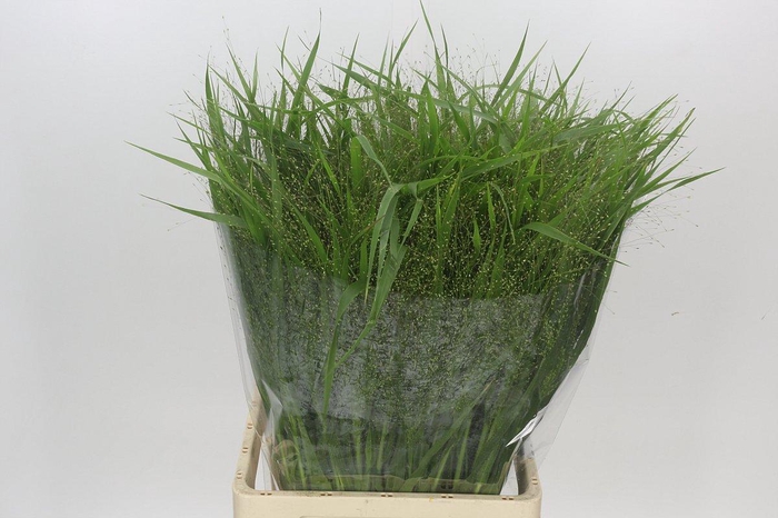 <h4>Panicum Fountain</h4>