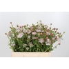 Didiscus Roze