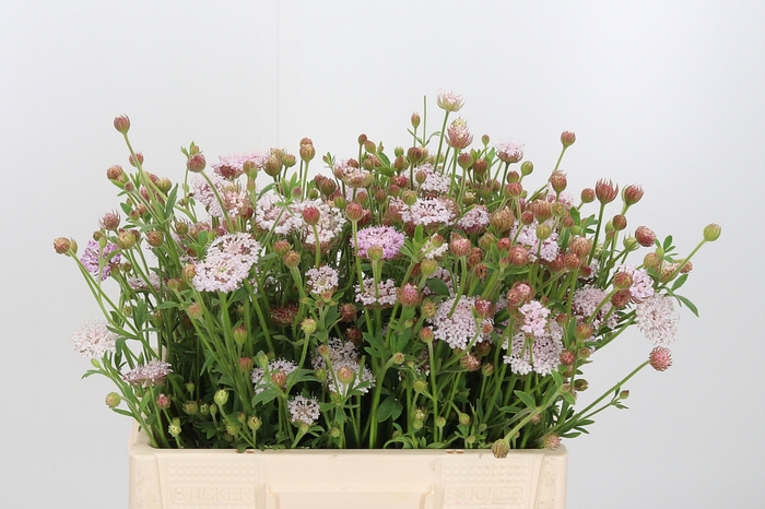 Didiscus Roze