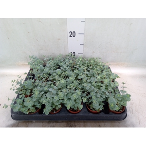 Sedum sieboldii