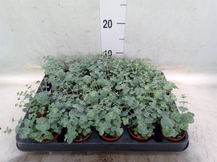 <h4>Sedum sieboldii</h4>