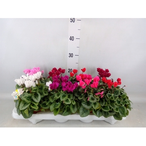 Cyclamen KL 'Veranda'