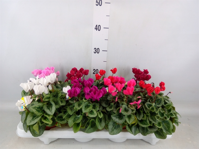 <h4>Cyclamen KL 'Veranda'</h4>