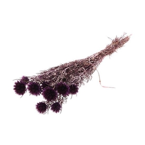 Bunch Echinops Pres. D5/8 10pcs L55