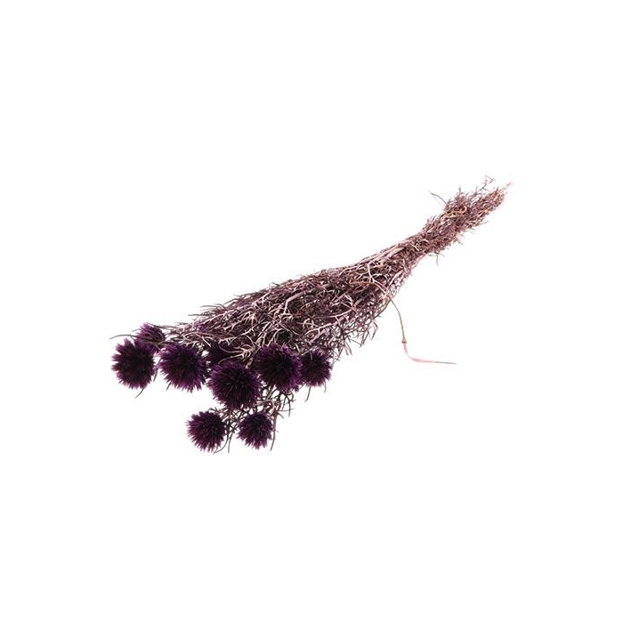 <h4>Bunch Echinops Pres. D5/8 10pcs L55</h4>