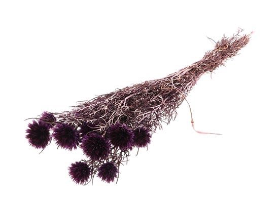 Bunch Echinops Pres. D5/8 10pcs L55