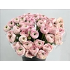 Ranunculus Clooney Polka Super