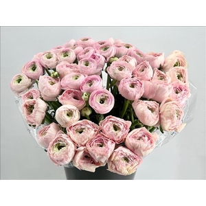 Ranunculus Clooney Polka Super