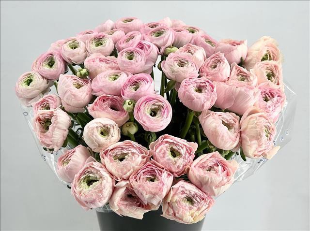 Ranunculus Clooney Polka Super