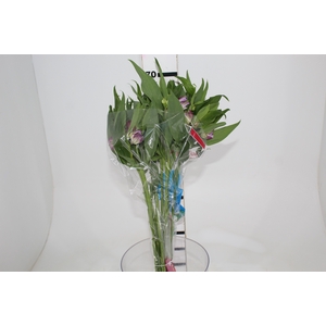 ALSTROEMERIA FLORENTINA 070 CM
