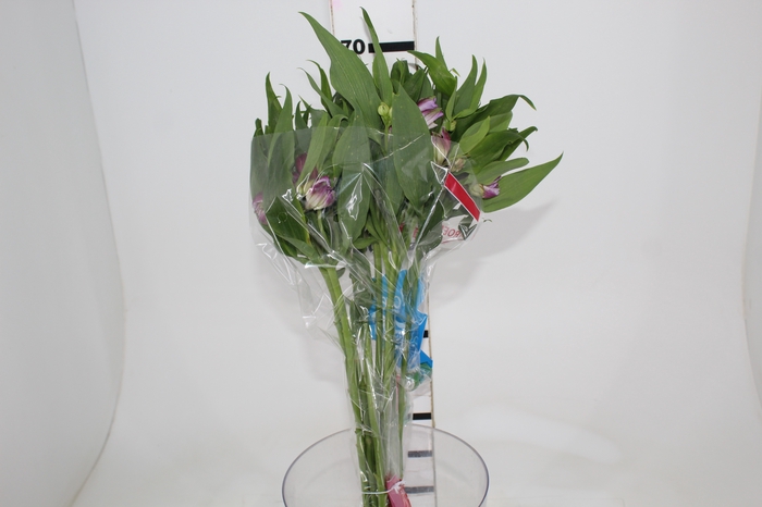 <h4>ALSTROEMERIA FLORENTINA 070 CM</h4>