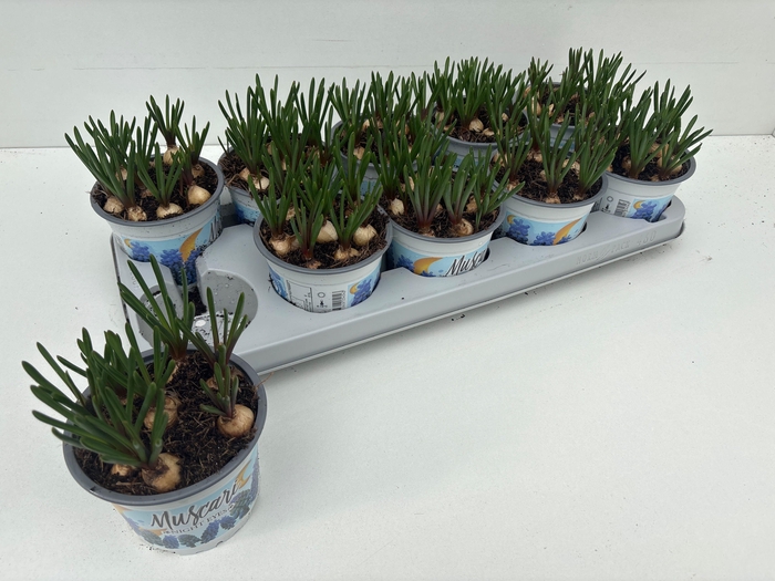 <h4>MUSCAR NIGHT EYES</h4>