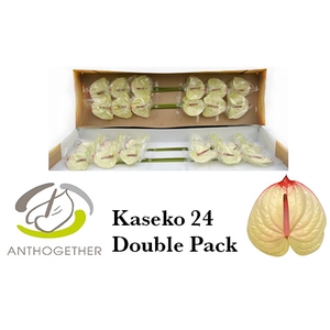 ANTH A KASEKO 24 Double Pack