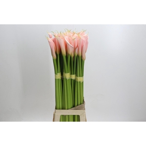 Zantedeschia Eydolls Salmon