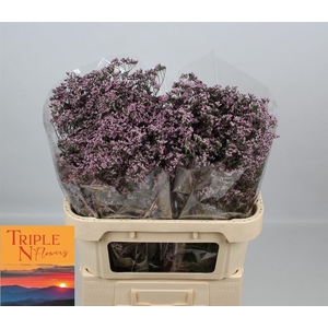 Lim Safora Oshi Pink