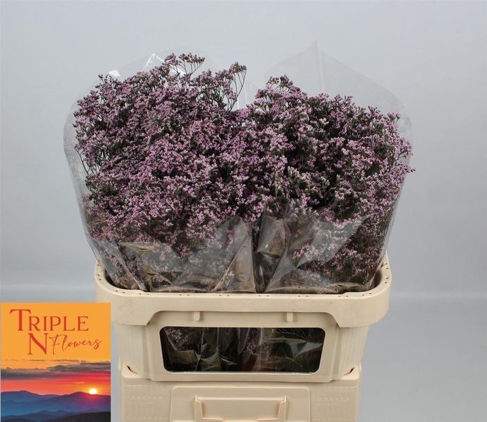 <h4>Lim Safora Oshi Pink</h4>