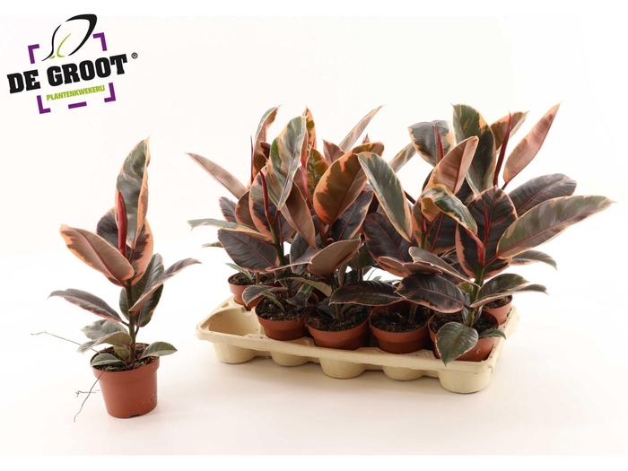 <h4>Ficus elas. Belize</h4>