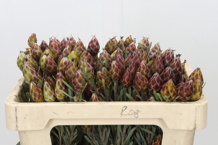 <h4>Kaaps Groen Plumosum Rubrum</h4>