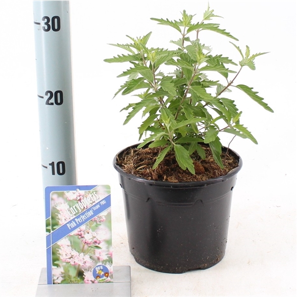 <h4>Caryopteris Pink Perfection ('Lisspin'PBR)</h4>