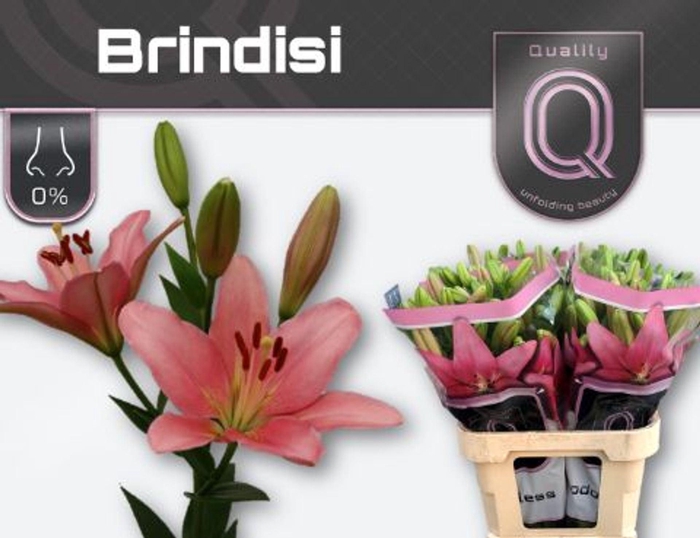 <h4>LI LA BRINDISI LI LA BRINDISI 4+</h4>