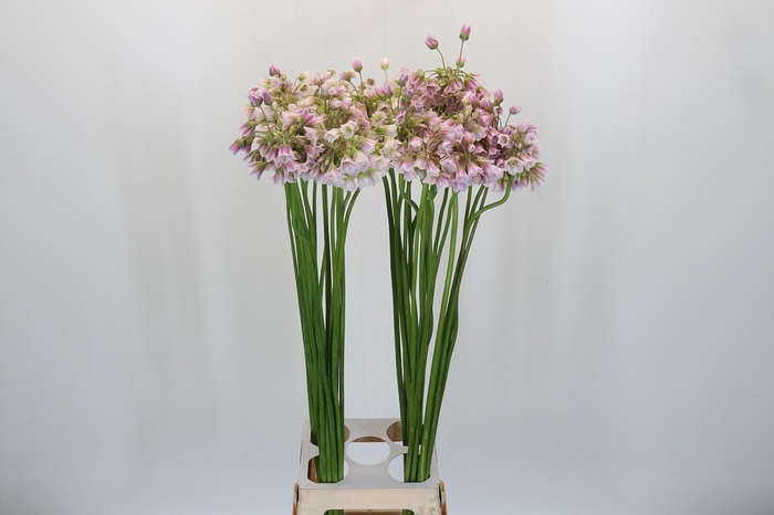 <h4>Allium Rosy Bells</h4>