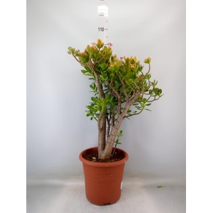 Crassula ovata 'Sunset'