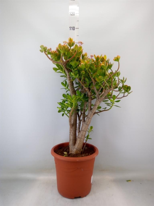 <h4>Crassula ovata 'Sunset'</h4>