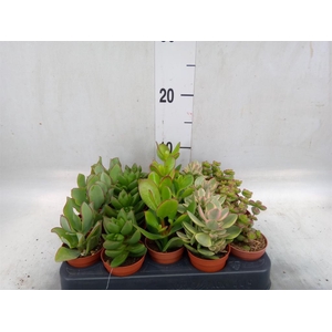 Crassula   ...mix