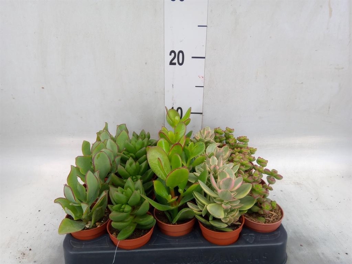 <h4>Crassula   ...mix</h4>