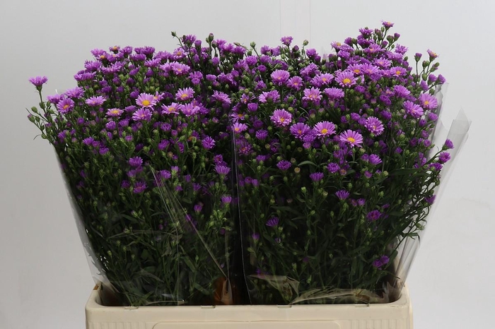 <h4>Aster Casarosa</h4>