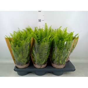 Nephrolepis exal. 'Green Lady'