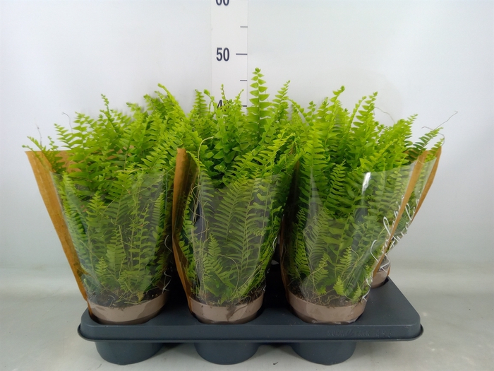 <h4>Nephrolepis exal. 'Green Lady'</h4>