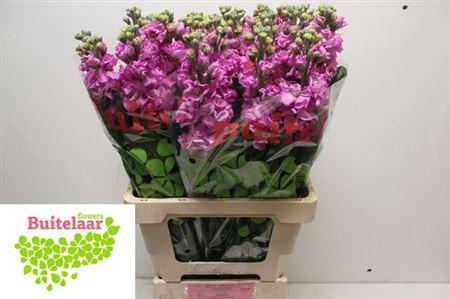 <h4>Matth Iron Pink</h4>