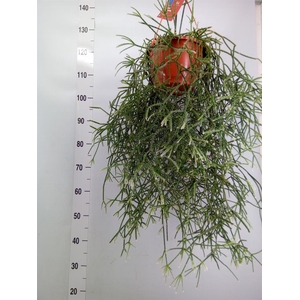 Rhipsalis   ...