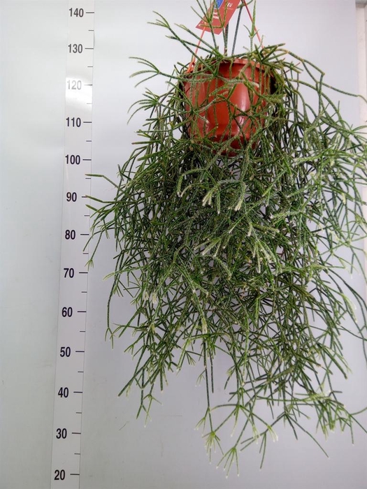 <h4>Rhipsalis ...</h4>