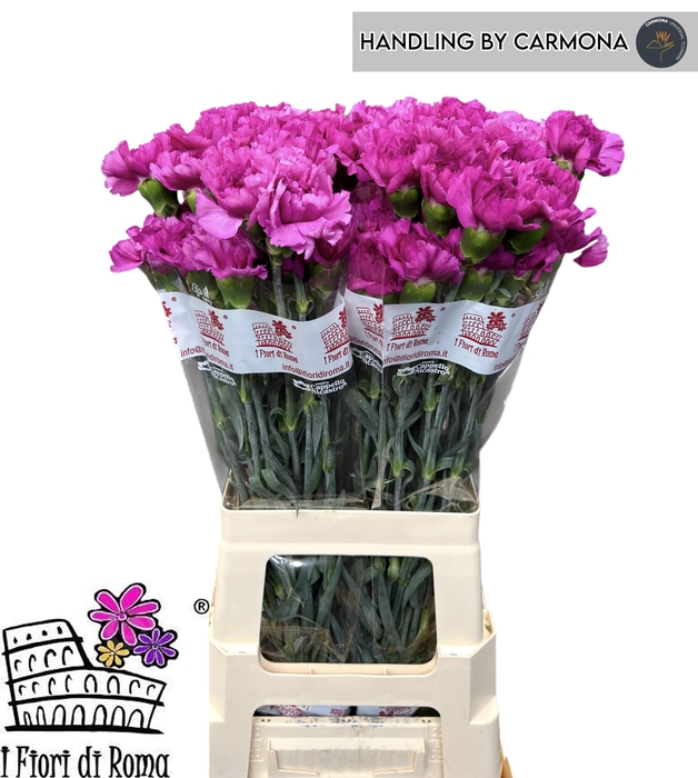 <h4>DI ST YARA+</h4>