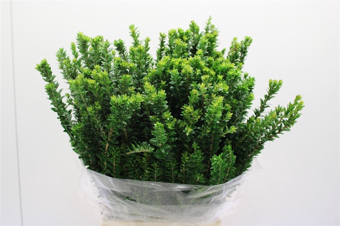 <h4>Myrthe Tarantino</h4>