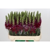 Antirrhinum Opus Red