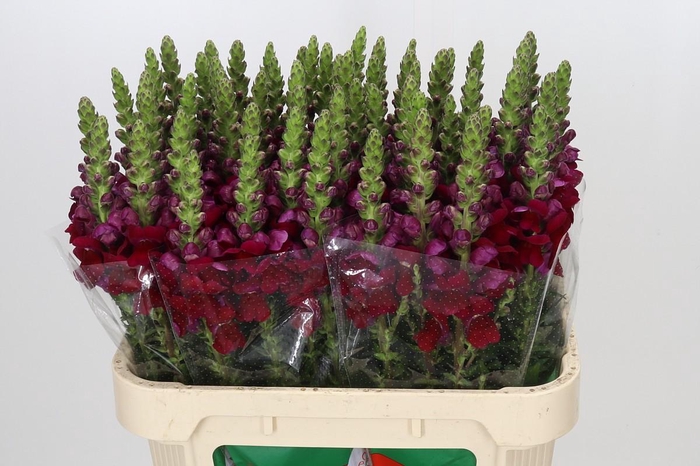 <h4>Antirrhinum Opus Red</h4>