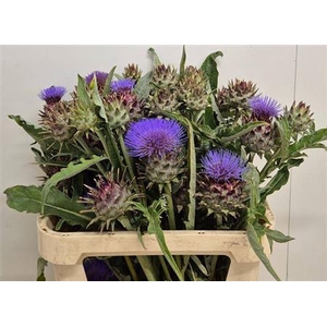 Cynara Cardunculus